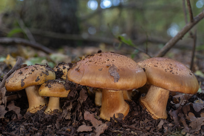 Cortinarius quercilicis